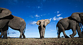 African Elephant (Loxodonta africana) trio, Masai Mara, Kenya