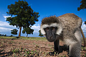 Black-faced Vervet Monkey (Cercopithecus aethiops), Masai Mara, Kenya