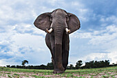African Elephant (Loxodonta africana) approaching, Masai Mara, Kenya