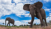 African Elephant (Loxodonta africana) pair, Masai Mara, Kenya