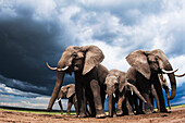 African Elephant (Loxodonta africana) herd in defensive posture during storm, Masai Mara, Kenya