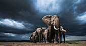 African Elephant (Loxodonta africana) herd during storm, Masai Mara, Kenya