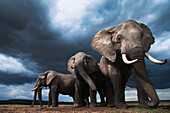 African Elephant (Loxodonta africana) herd during storm, Masai Mara, Kenya