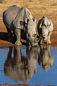 White Rhinoceros (Ceratotherium simum) mother and calf drinking at waterhole, South Africa