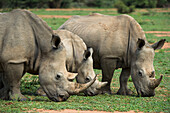 White Rhinoceros (Ceratotherium simum) trio grazing, South Africa