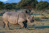 White Rhinoceros (Ceratotherium simum) running, South Africa