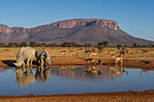 White Rhinoceros (Ceratotherium simum) pair and Impala (Aepyceros melampus) herd at waterhole, South Africa