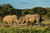 White Rhinoceros (Ceratotherium simum) pair greeting, South Africa