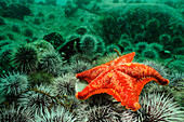 Red Cushion Star (Porania pulvillus) on a bed of sea urchins, Lysefjord, Norway