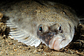 European Flounder (Platichthys flesus) on the floor of the North Sea Canal, Netherlands