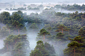 Heathland in fog,  Kalmthoutse Heide, Belgium