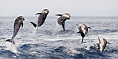 Bottlenose Dolphin (Tursiops truncatus) leaping, composite image, Tenerife, Spain