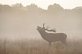 Red Deer (Cervus elaphus) stag bellowing in mist, England, United Kingdom