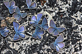 Mazarine Blue (Cyaniris semiargus) butterflies, Macedonia