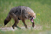 Golden Jackal (Canis aureus) showing aggression, Romania