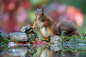 Eurasian Red Squirrel (Sciurus vulgaris), Netherlands