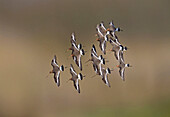 Black-tailed Godwit (Limosa limosa) flock flying, Netherlands