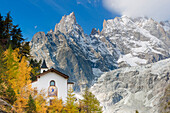 European Larch (Larix decidua) trees in autumn near house in mountains, Italy