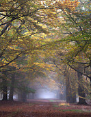 European Beech (Fagus sylvatica) trees in autumn, Netherlands