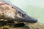 Atlantic Sturgeon (Acipenser sturio), Netherlands