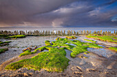 Wadden Sea coast, near Moddergat, Friesland, Netherlands