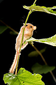 Common Dormouse (Muscardinus avellanarius) climbing vegetation, Belgium