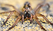 Wolf Spider (Lycosidae) showing multiple eyes and large mandibles, Spain