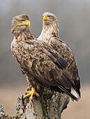 White-tailed Eagle (Haliaeetus albicilla) pair, Romania