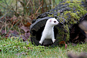 Short-tailed Weasel (Mustela erminea) in winter coat emerging from tree stump, Germany