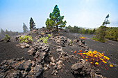 Tree Houseleek (Aeonium spathulatum) flowering and Canary Island Pine (Pinus canariensis) trees, La Palma Island, Spain