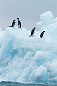 Adelie Penguin (Pygoscelis adeliae) group on iceberg, Antarctica