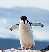 Chinstrap Penguin (Pygoscelis antarctica), Antarctica