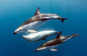 Dusky Dolphin (Lagenorhynchus obscurus) trio, South Africa