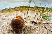 Cup Fungus (Peziza ammophila) on beach, Netherlands