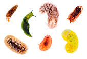 Nudibranch (Aeolidiella alderi), Sacoglossan (Elysia viridis), Shagrug Nudibranch (Aeolidia papillosa), Nudibranch (Goniodoris castanea), Barnacle-eating Onchidoris (Onchidoris bilamellata), Hairy Spiny Doris (Acanthodoris pilosa), and Sea Lemon Nudibranc