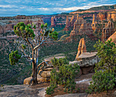 Pine (Pinus sp) tree, Monument Canyon, Colorado National Monument, Colorado