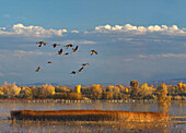 Sandhill Crane (Grus canadensis) flock flying over pond with Snow Geese (Chen caerulescens), Bosque del Apache National Wildlife Refuge, New Mexico