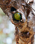Elegant Parrot (Neophema elegans) in nest cavity, Stirling Range National Park, Western Australia, Australia