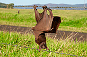 Little Red Flying Fox (Pteropus scapulatus) caught on barb-wired fence, Atherton, Queensland, Australia