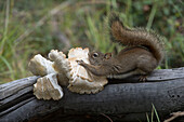 Red Squirrel (Tamiasciurus hudsonicus) collecting mushroom, Alaska
