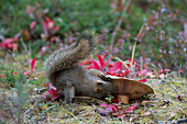 Red Squirrel (Tamiasciurus hudsonicus) collecting mushroom, Alaska