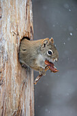 Red Squirrel (Tamiasciurus hudsonicus) feeding on mushroom, Alaska