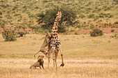 African Lion (Panthera leo) males hunting South African Giraffe (Giraffa camelopardalis giraffa) bull, Kgalagadi Transfrontier Park, Botswana, sequence 4 of 15
