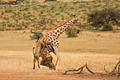 African Lion (Panthera leo) males hunting South African Giraffe (Giraffa camelopardalis giraffa) bull, Kgalagadi Transfrontier Park, Botswana, sequence 10 of 15