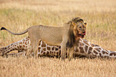 African Lion (Panthera leo) male with killed South African Giraffe (Giraffa camelopardalis giraffa) bull, Kgalagadi Transfrontier Park, Botswana, sequence 15 of 15