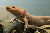 Coastal Giant Salamander (Dicamptodon tenebrosus), neotenic adult with gills, Columbia River Gorge, Oregon