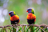 Rainbow Lorikeet (Trichoglossus haematodus) pair, South Australia, Australia