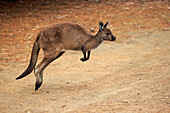 Western Grey Kangaroo (Macropus fuliginosus) jumping, Kangaroo Island, South Australia, Australia