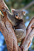 Koala (Phascolarctos cinereus), Kangaroo Island, South Australia, Australia