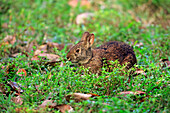 Marsh Rabbit (Sylvilagus palustris), Wakodahatchee Wetlands, Delray Beach, Florida